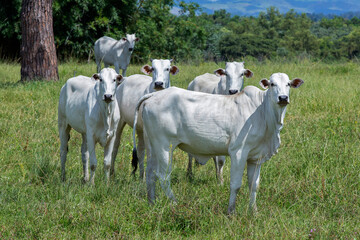 Fototapeta na wymiar Nellore cattle steers on green pasture on countryside. Brazil
