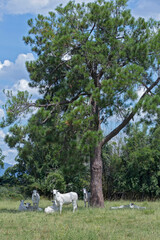 Nellore cattle steers on green pasture on countryside. Brazil