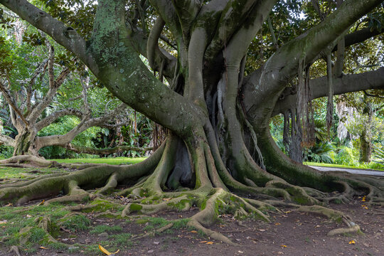 A massive tree with large roots in the garden