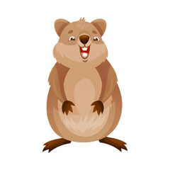 Funny Quokka as Short-tailed Scrub Wallaby with Rounded Ears Standing and Laughing Vector Illustration