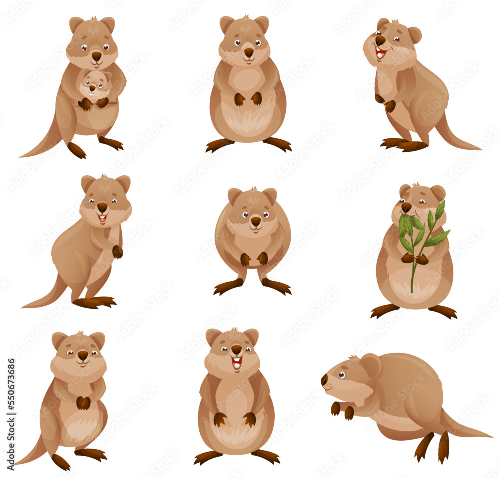Poster funny quokka as short-tailed scrub wallaby with rounded ears in different pose vector set