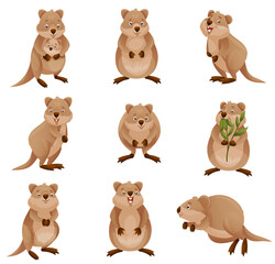 Funny Quokka as Short-tailed Scrub Wallaby with Rounded Ears in Different Pose Vector Set - obrazy, fototapety, plakaty