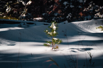 a small snow covered pine tree stands alone in the forest. 
