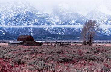 A landscape image of an old barn in an autumn color field below snow covered mountains. 