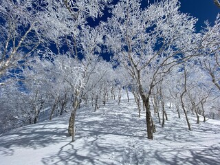 樹氷のトンネル
