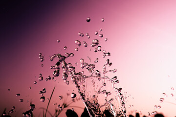 Water splash isolated on pink color background 