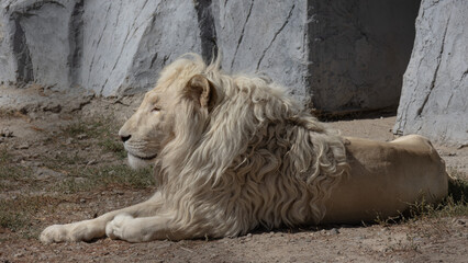 Lying lion. Close up portrait on the background of a stone wall