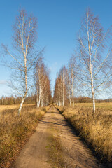 A rural sandy road passes through a birch grove. Trees without leaves. Autumn sunny day with blue clear sky. Nature landscape background