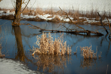 Reeds in a lake with snowy shore in Baden Württemberg on a cold winter day