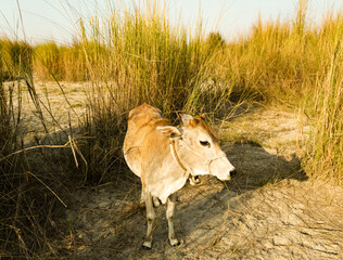 Panorama of grazing cows in a meadow with grass