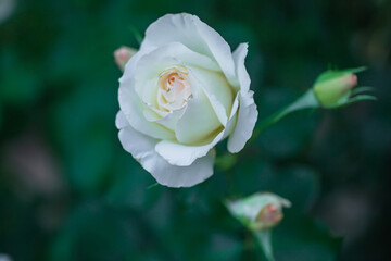 Fully open white rose with green petals in garden on flower bed. Blooming beautiful rose on background of green leaves of garden