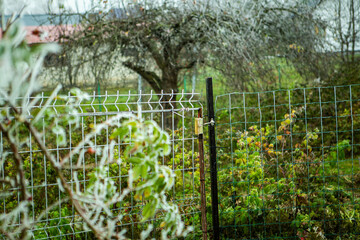 ogrodzenie brama róża zima rośliny drzewa gałęzie szron mróz - obrazy, fototapety, plakaty