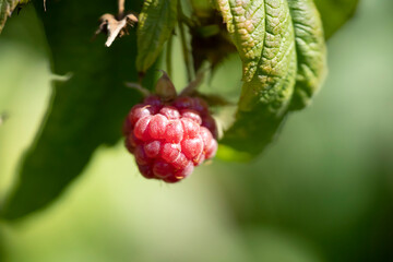 Closeup view of the sweet raspberry in the summer garden.