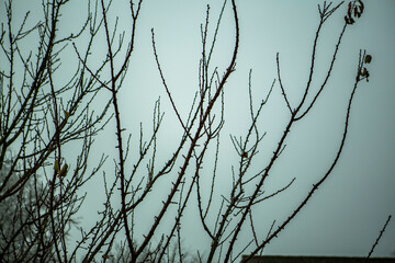 zima rośliny drzewa gałęzie szron mróz