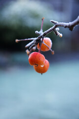 Crab apples on tree in winter frost