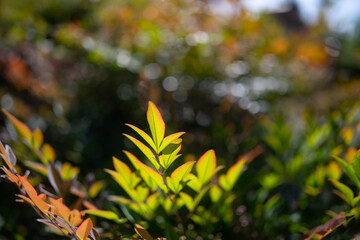 Fresh green and red leaves closeup in sunlight on foliage and grass background
