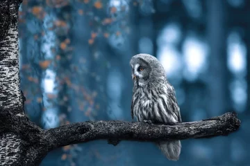 Kissenbezug great grey owl © Leny Silina Helmig