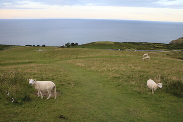 Fototapeta premium Landscape around West Shore Beach in Llandudno, Wales United Kingdom