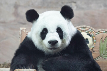 Female Panda in Thailand, Lin Hui