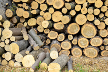 Sawn wood is stacked in woodpile. Wall of old wooden logs with cracked ends. Beautiful pattern of annual rings on the cut of tree. Background. Selective focus.