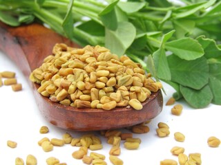 Fenugreek seeds close-up view 