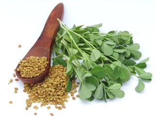 Fenugreek seeds and plant isolated on white background 