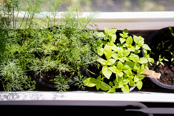 Basil and dill, fresh green herbs growing on windowsill, home garden