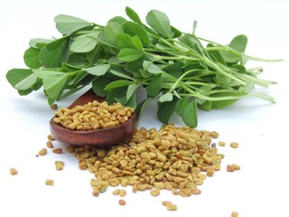 Fenugreek seeds and leaves isolated on white background 