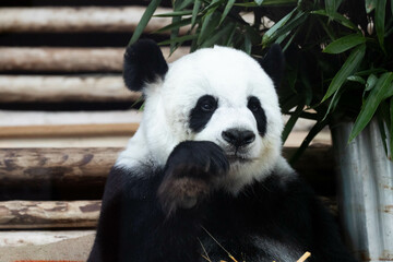 Fototapeta premium Female Panda in Thailand, Lin Hui