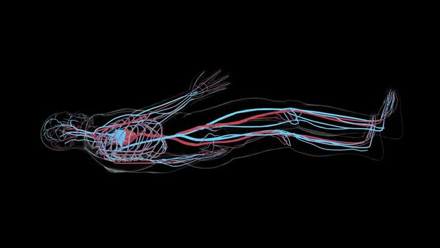 Human arterial and venous circulatory system, Medically accurate animation of Heart with Vains and arteries, blood vessels, 3d render. Male cardio system