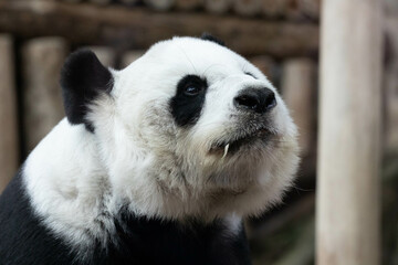 Fototapeta premium Female Panda in Thailand, Lin Hui