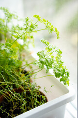 Fototapeta na wymiar Fresh green herbs growing on windowsill, home garden