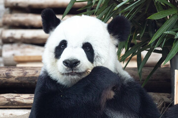 Female Panda in Thailand, Lin Hui