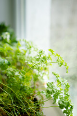 Fresh green herbs growing on windowsill, home garden