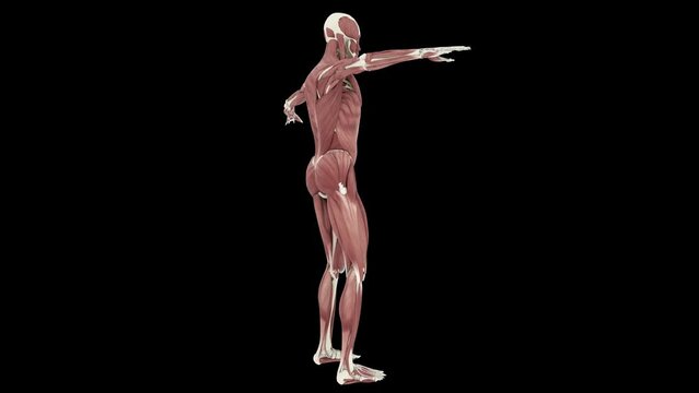 Muscular System upper body animation. Camera rotation showing all the muscles, in slow motion. More elements in our portfolio.