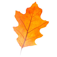 Dry oak autumn leaf isolated on white background, red fall macro leaf