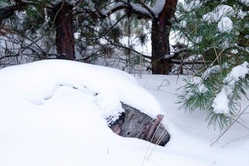 winter landscape, nature covered with snow at winter sunset