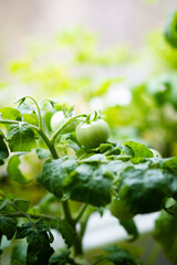 Little green tomatoes on a branch close-up
