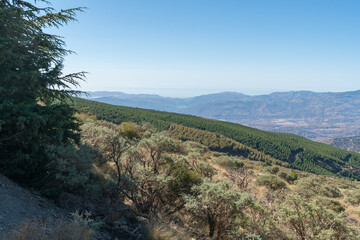 Shrubs and pine trees in Sierra Nevada in southern Spain