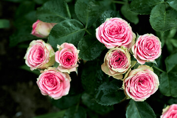 Close-up bouquet of pink blooming rose bush called Mimi Eden Floribunda. A pink roses in bloom. Fresh garden pink roses bouquet outside in summer.