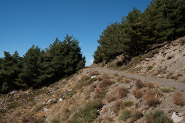Pine forest in Sierra Nevada