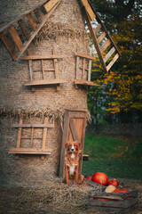 Pies na farmie 3 © Jagoda