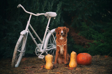 Pies na farmie 2 © Jagoda