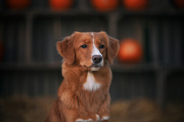 Pies na farmie © Jagoda