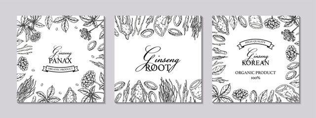 Set of ginseng square designs. Hand drawn botanical vector illustration in sketch style. Can be used for packaging, label, badge. Herbal medicine background