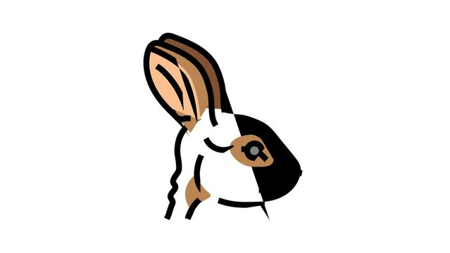 rabbit animal zoo color icon animation