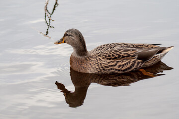 Female mallard reflection