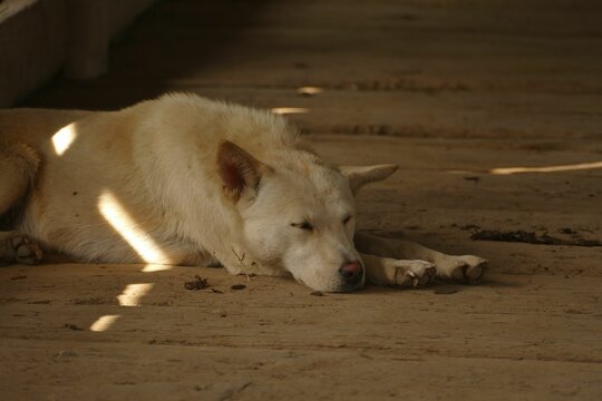 Lazy Korean Jindo lying on a wooden floor in sunlight
