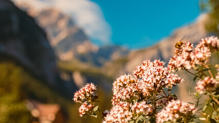 Origanum vulgare, wild marjoram, at the famous Seealpsee lake, Appenzell, Alpstein, Switzerland