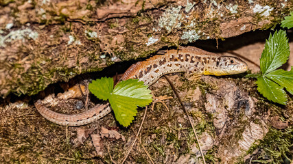 Macro of a sand lizard, lacerta agilis, on a sunny summer day